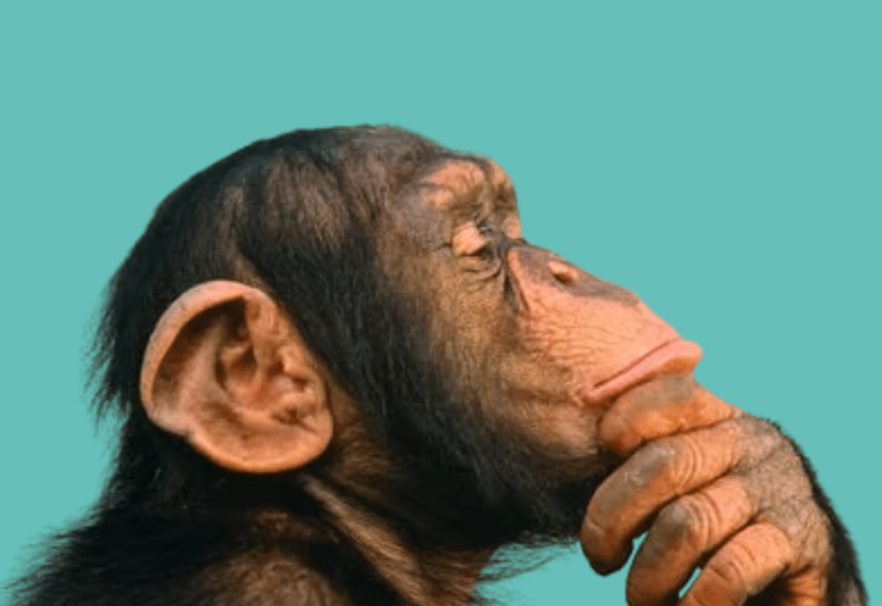 Shamac Lawyers Police Rights